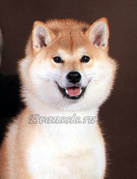 Tasha